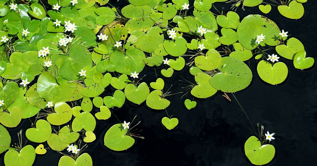 Lilies in pond