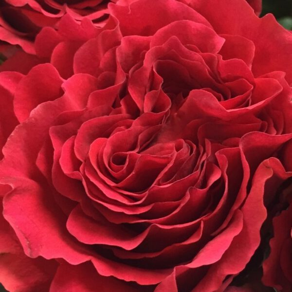 Rose Mayra's Red