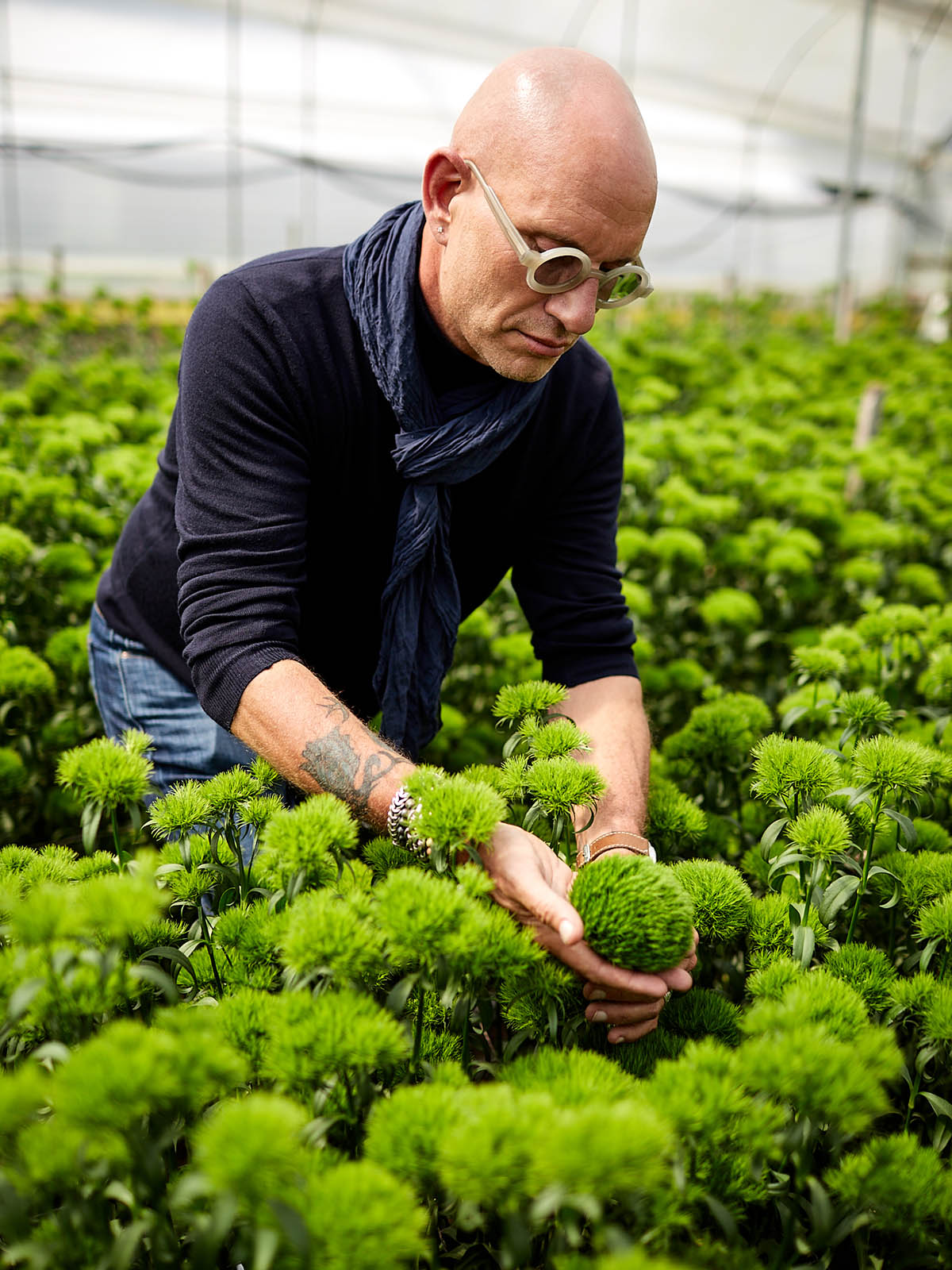 Dianthus Barbatus Green Ball Pieter Landman on Thursd