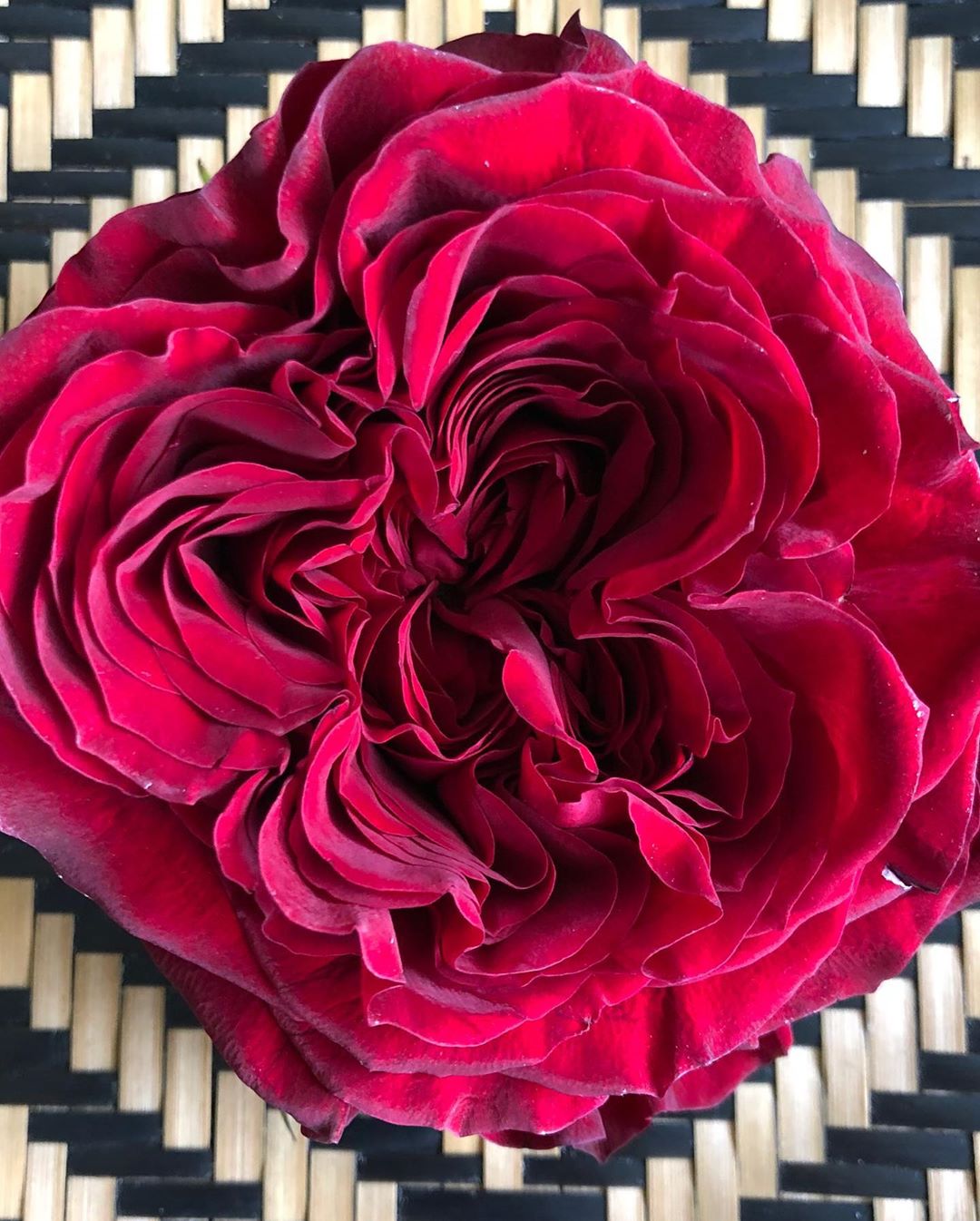 Mayra's red garden rose by Continental breeding - on Thursd