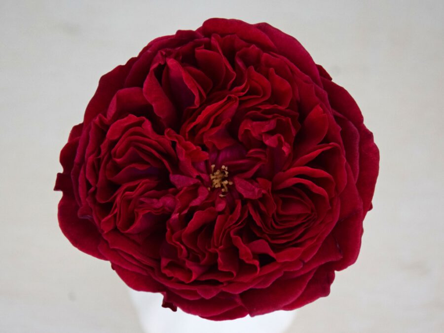 These Are the 10 Best Red Roses to Give on Valentine's Day - valentine's day on thursd - rose tess by david austin