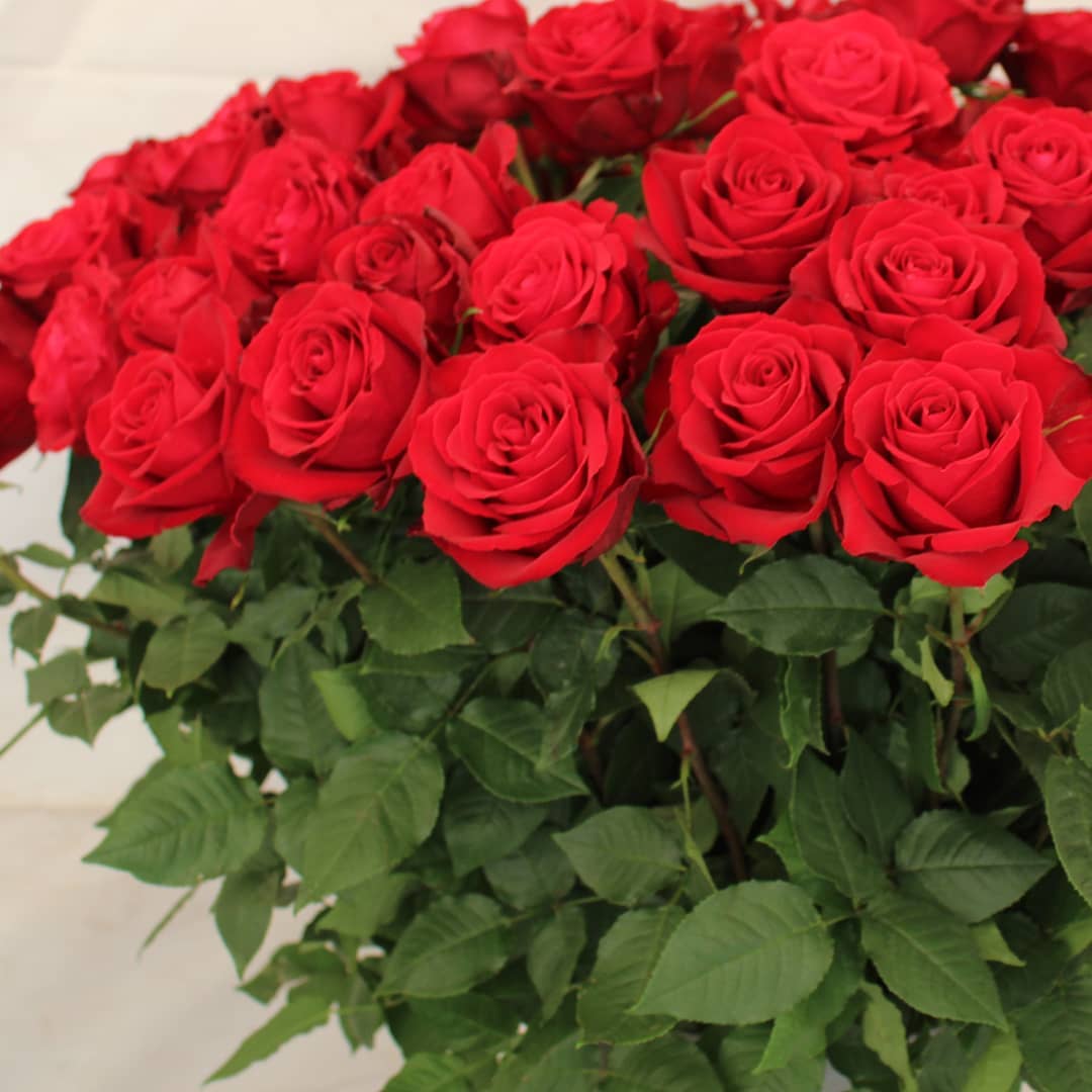 Madam red Roses-For Valentine on Thursd. 