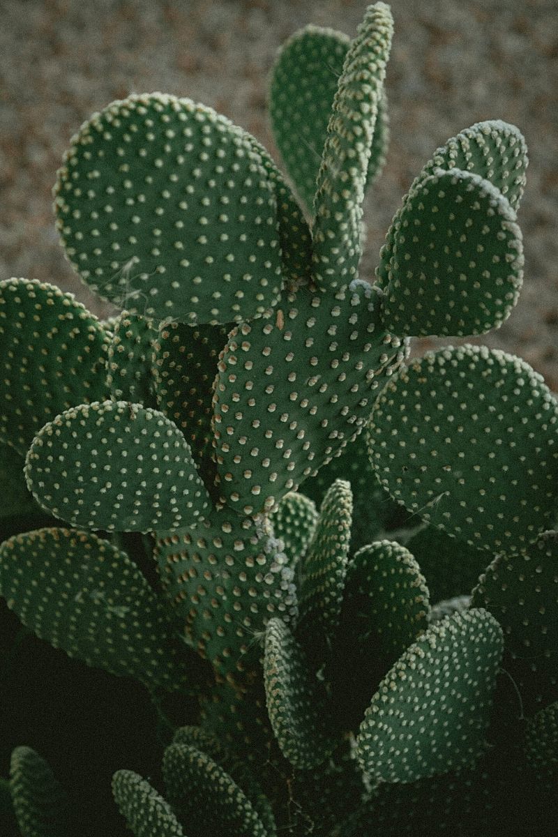 Best Cactus that grows indoors - angel wings cactus- on Thursd