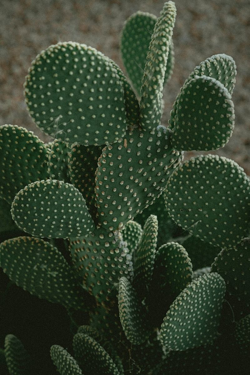 Indoor Cactus Plants - angel wings cactus