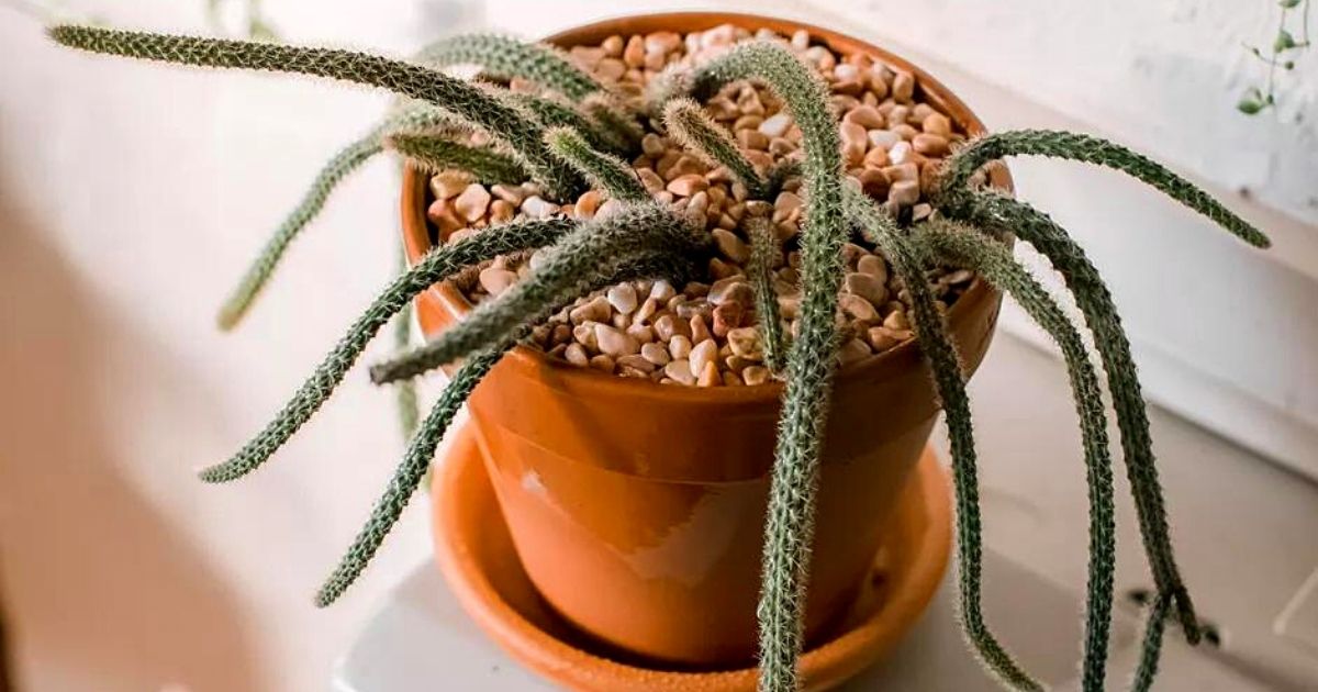 Indoor cactus Rat tail cactus 