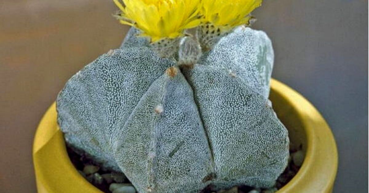 bishops cap cactus