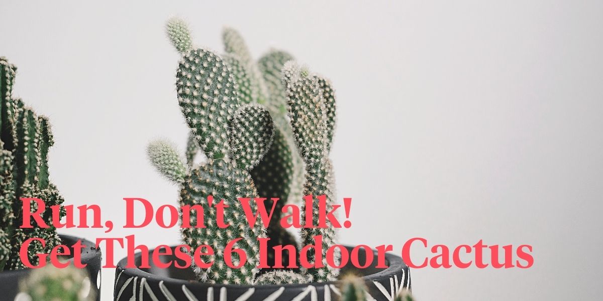 6 Best Indoor Cactus- on Thursd