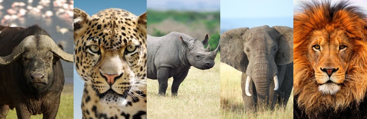 The Big Five in Africa - on Thursd.