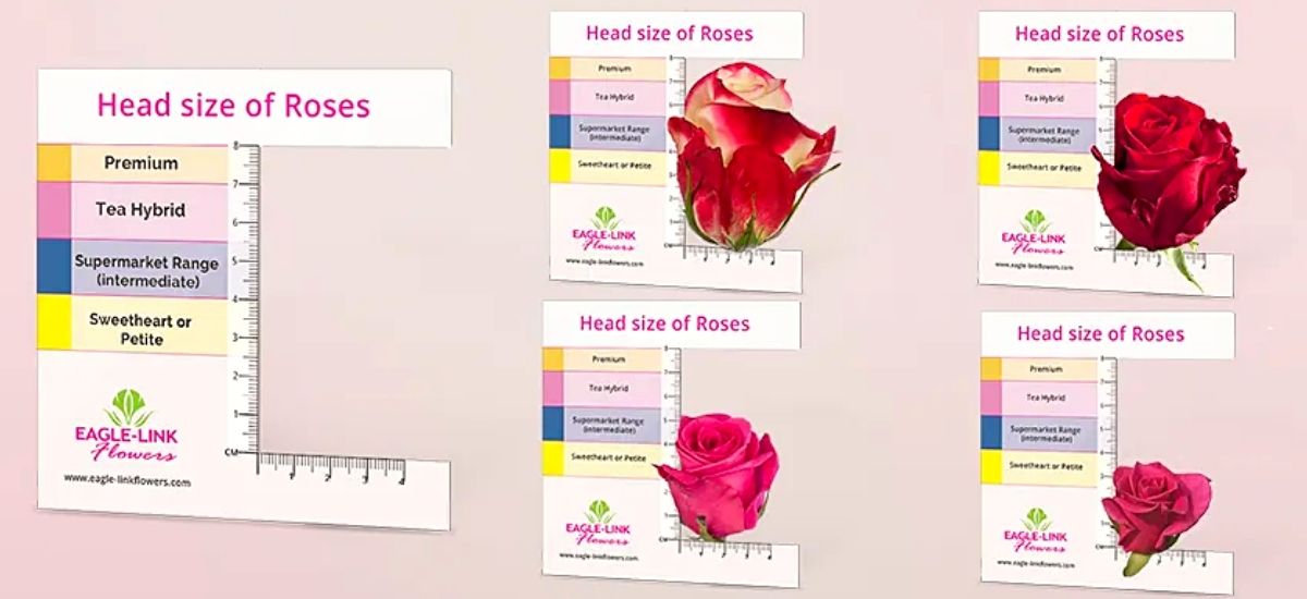 Understanding Rose Size with Flower Chart for Different Roses