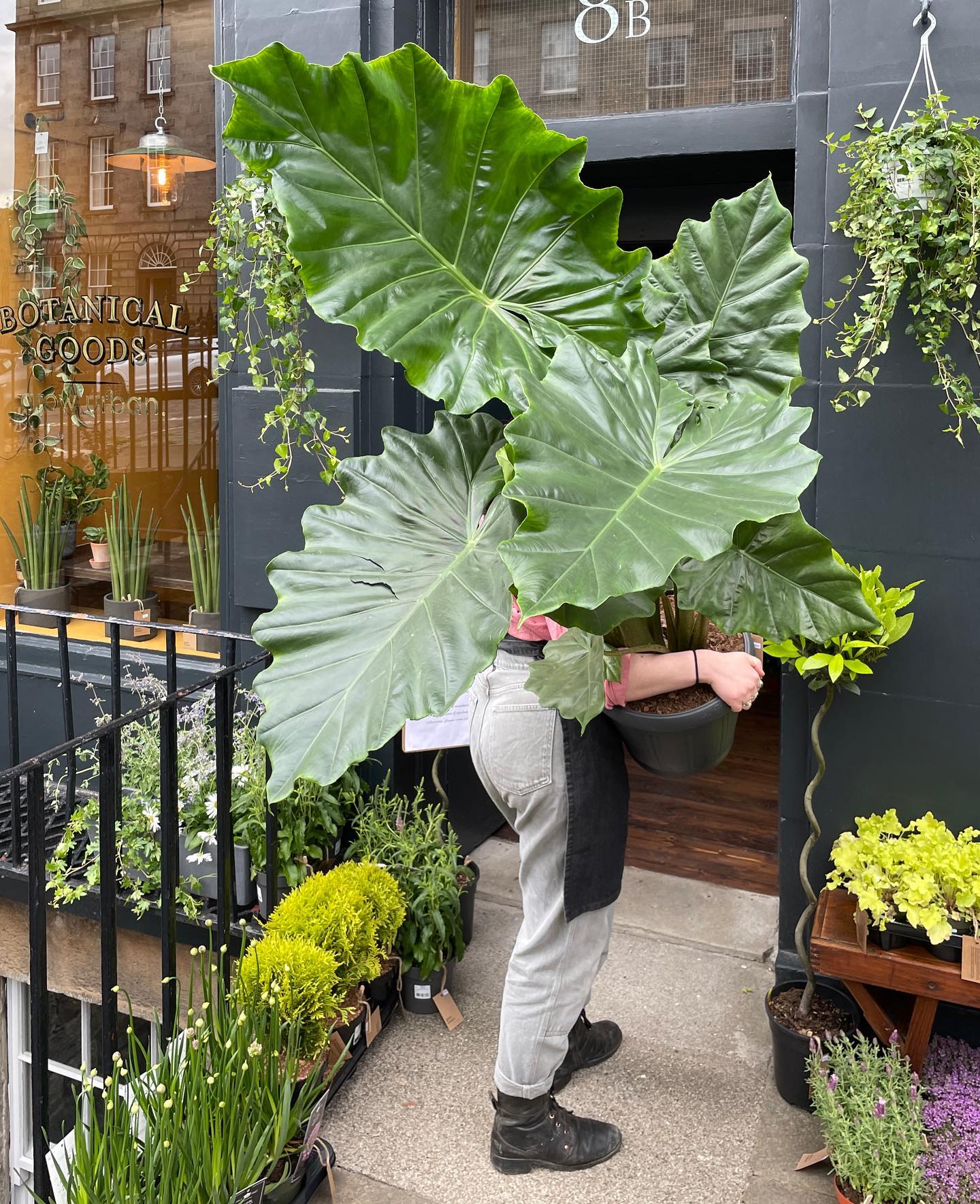 Alocasia Portadora is one of the best houseplants with large leaves for 2022 - Article on Thursd - on Thursd..jpg