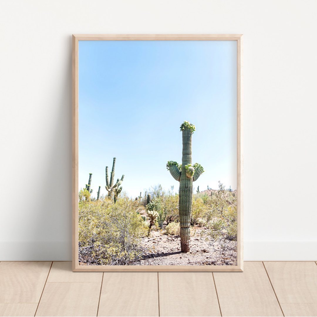 Saguaro cactus - best cactus to grow indoors