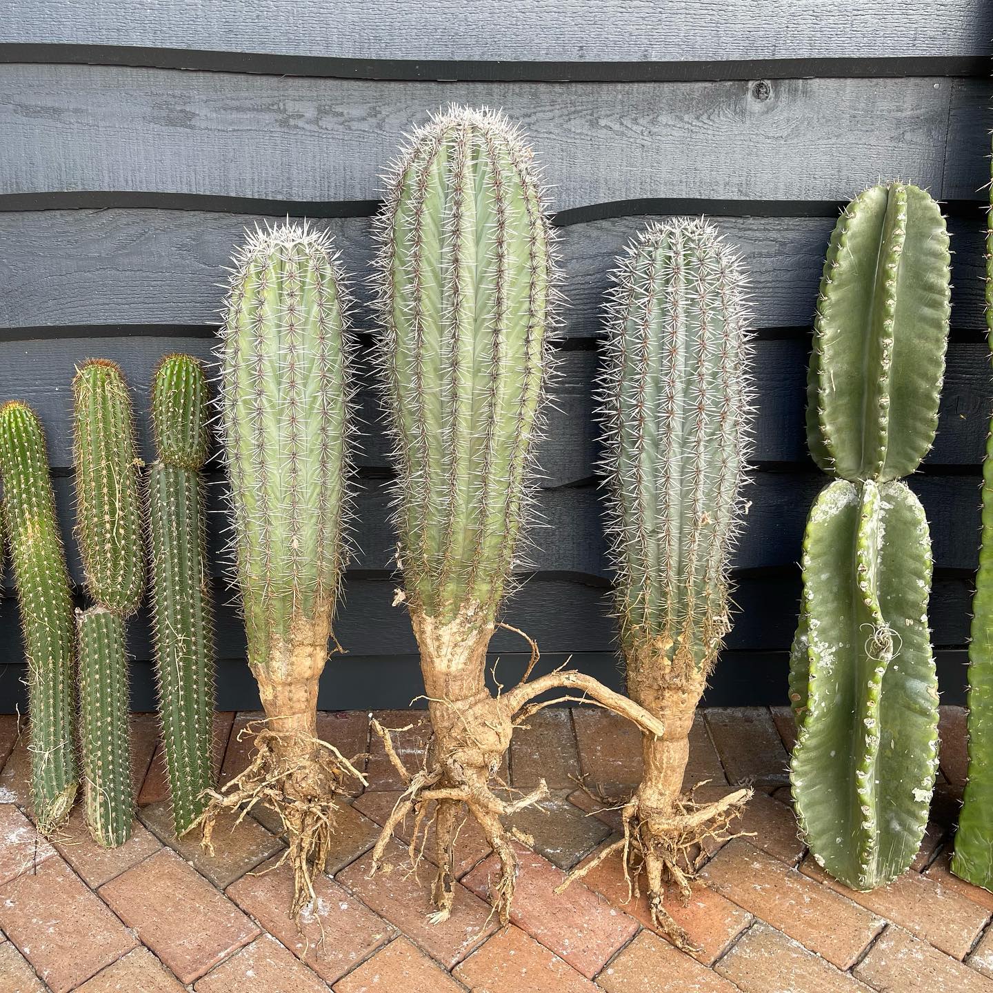The best cactus to grow indoors - on Thursd.