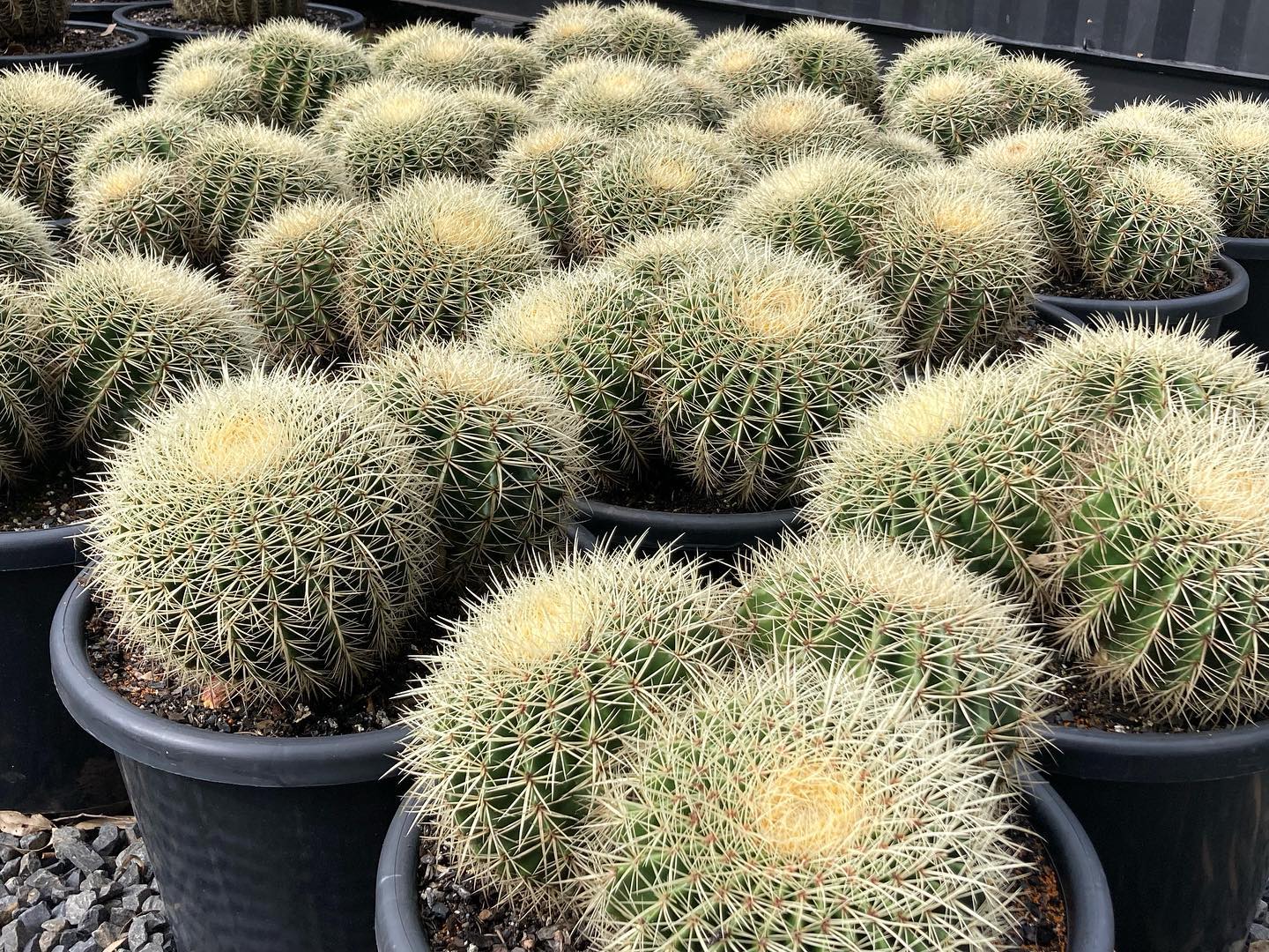 Types of indoor cactus - Echinocactus grusonii