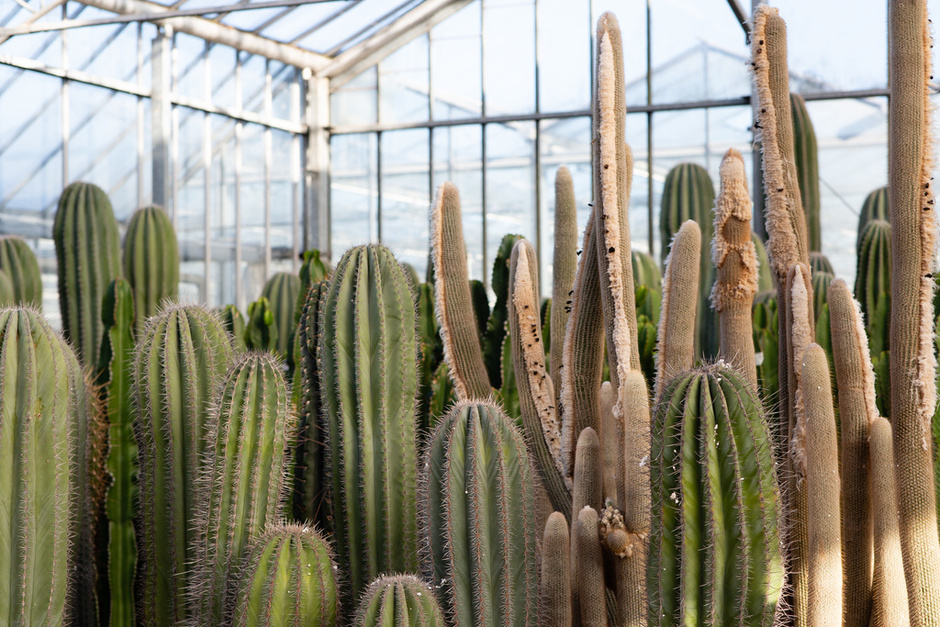 Saguaro Cactus