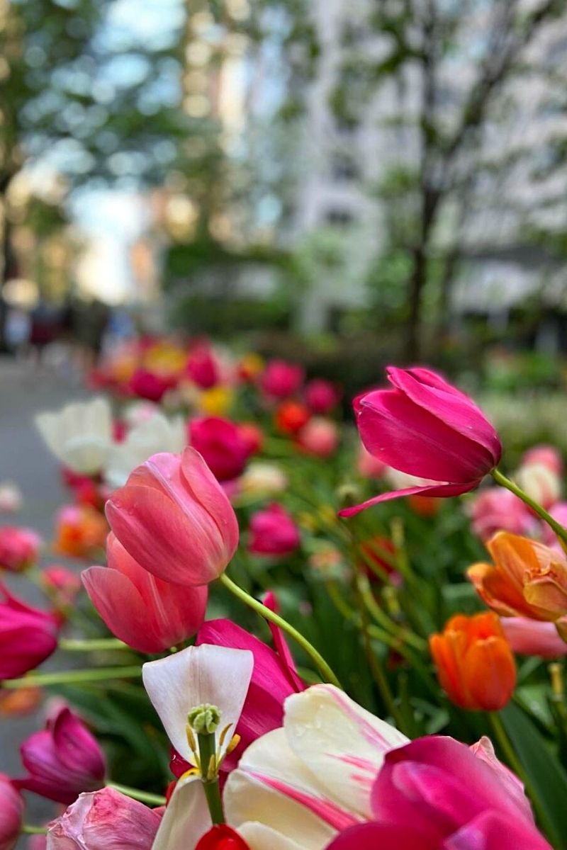 5 amazing places to see tulips in New York city- on Thursd