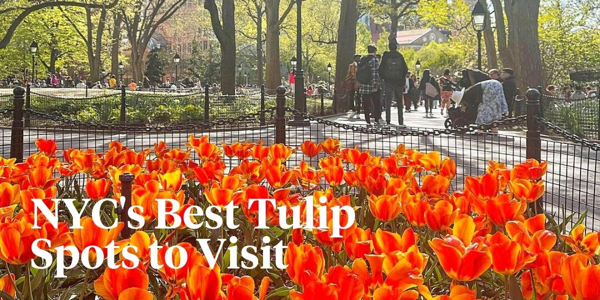 Amazing tulips in nyc- on Thursd