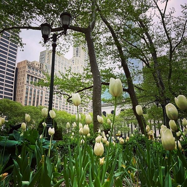 5-amazing-places-to-find-tulips-in-new-york-featured