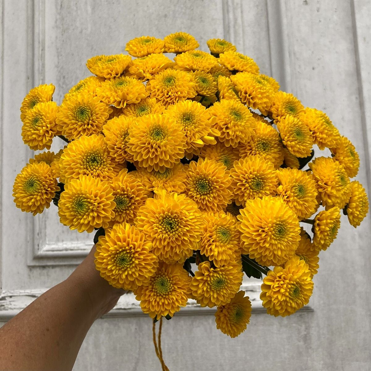 The Flower that makes you smile: Chrysanthemum Santini Maverick Sunny - on Thursd