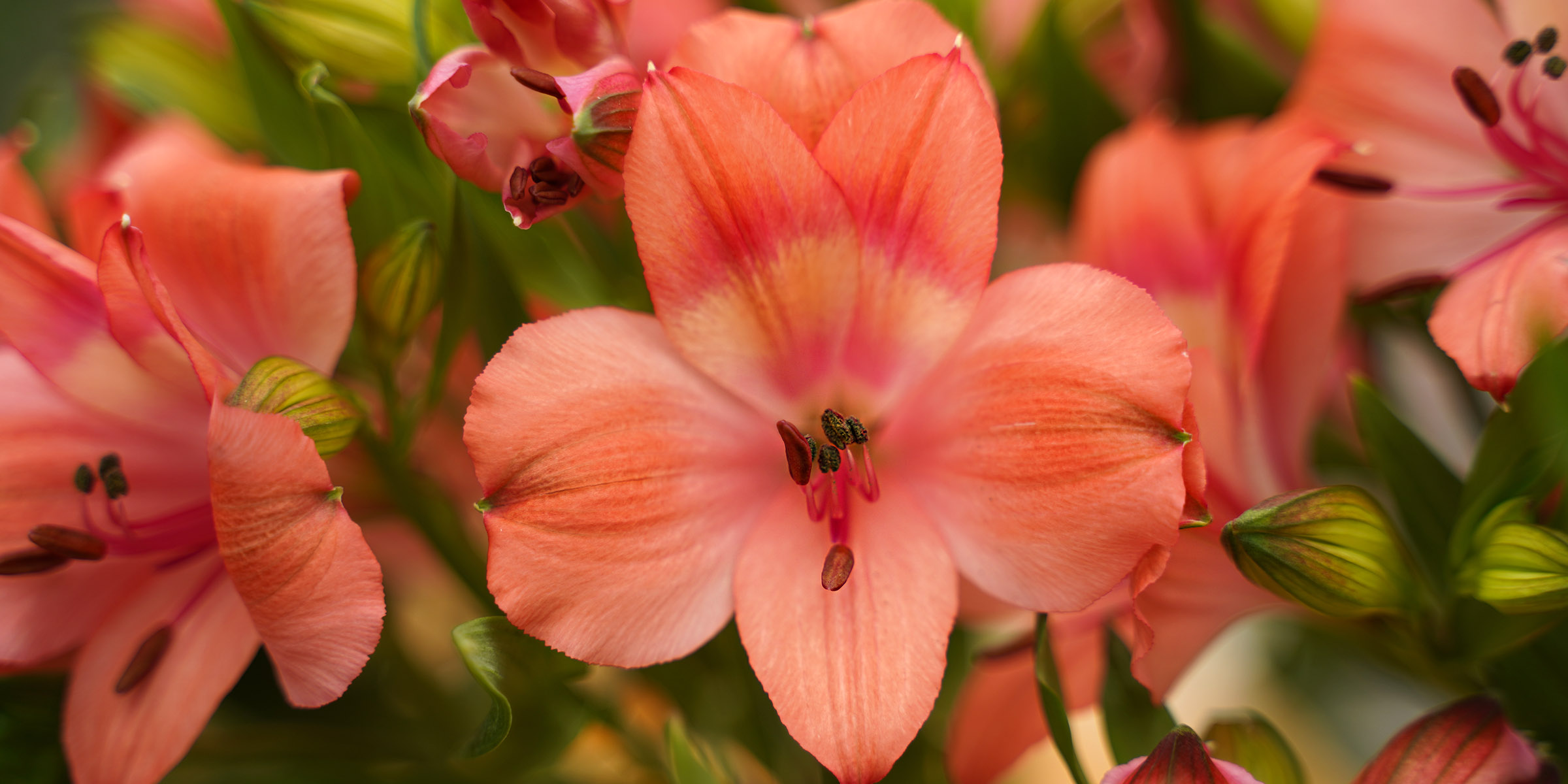 decorum-introduces-alstroemeria-intenz-salmon-from-together2grow-featured