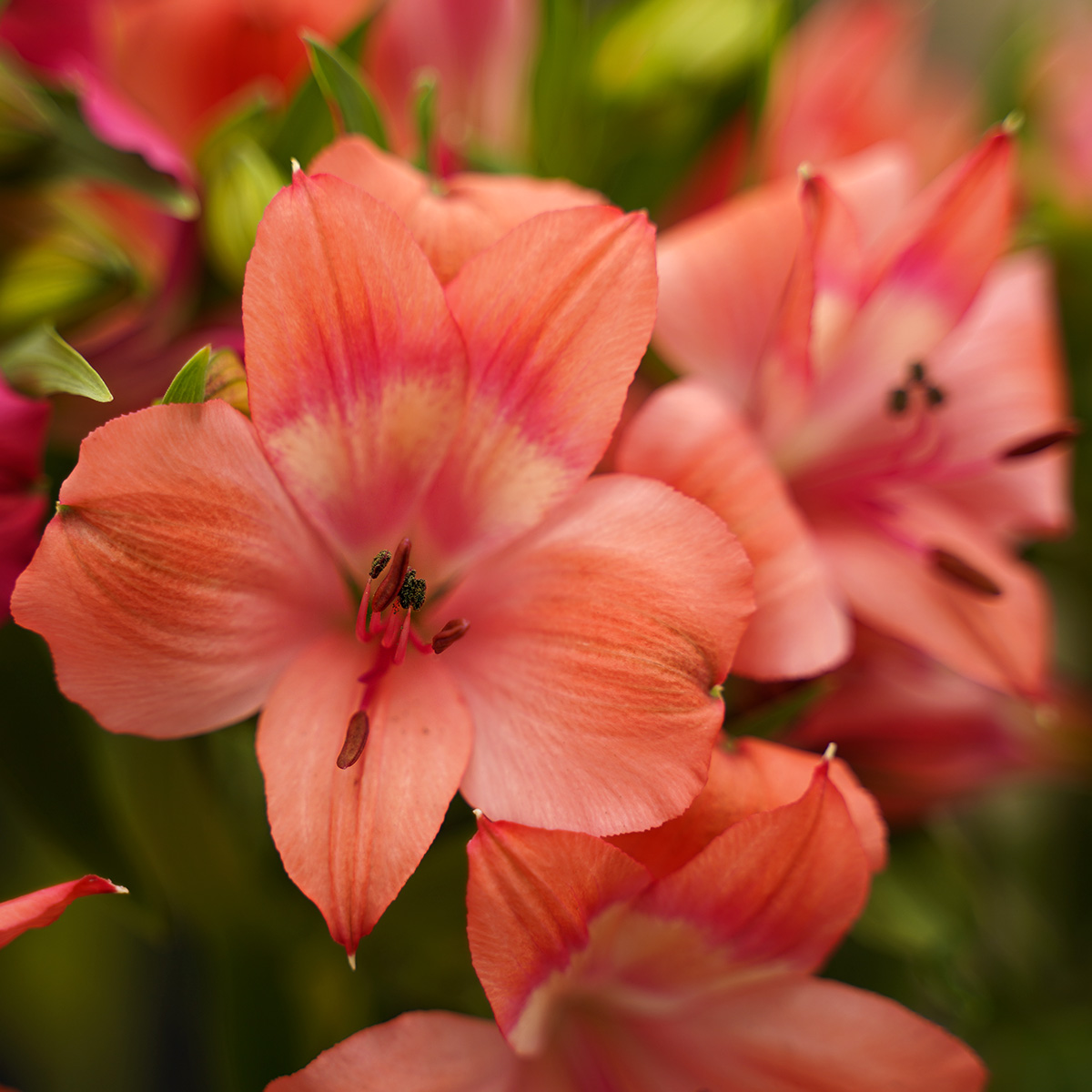 Together2Grow Alstroemeria Intenz Salmon - on Thursd