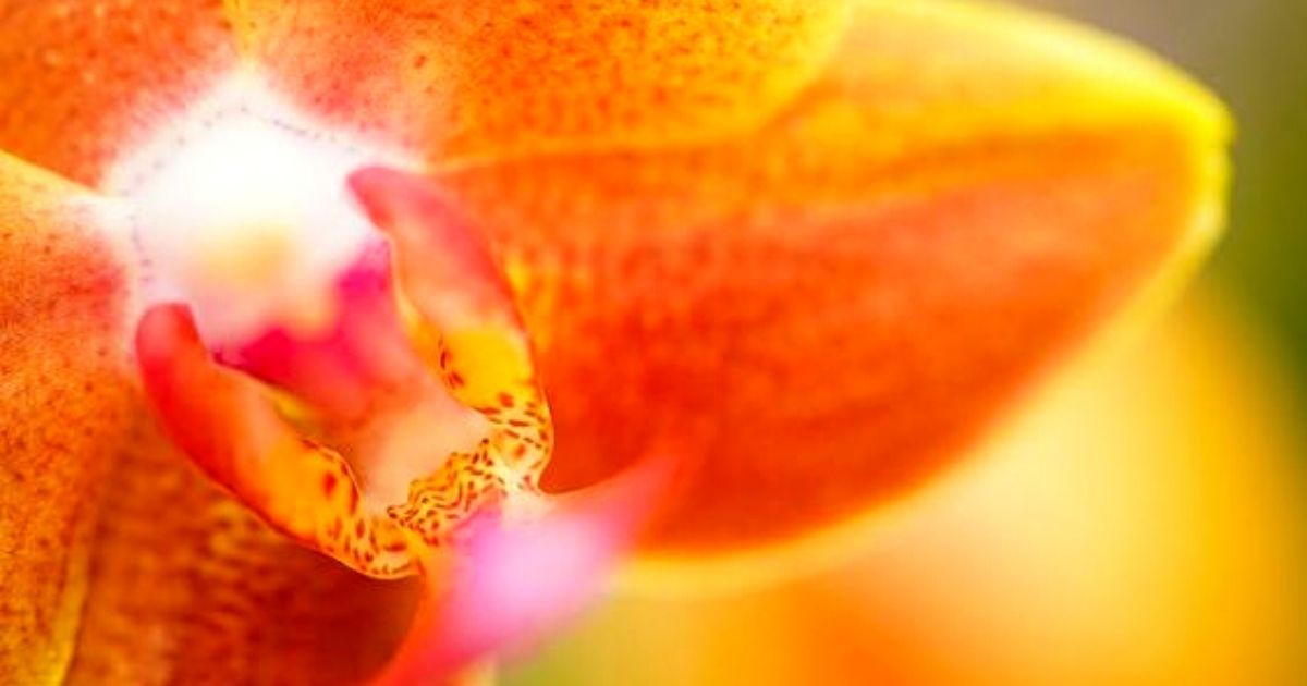 Orchids macro photography on Pinterest by Decorum- on Thursd 