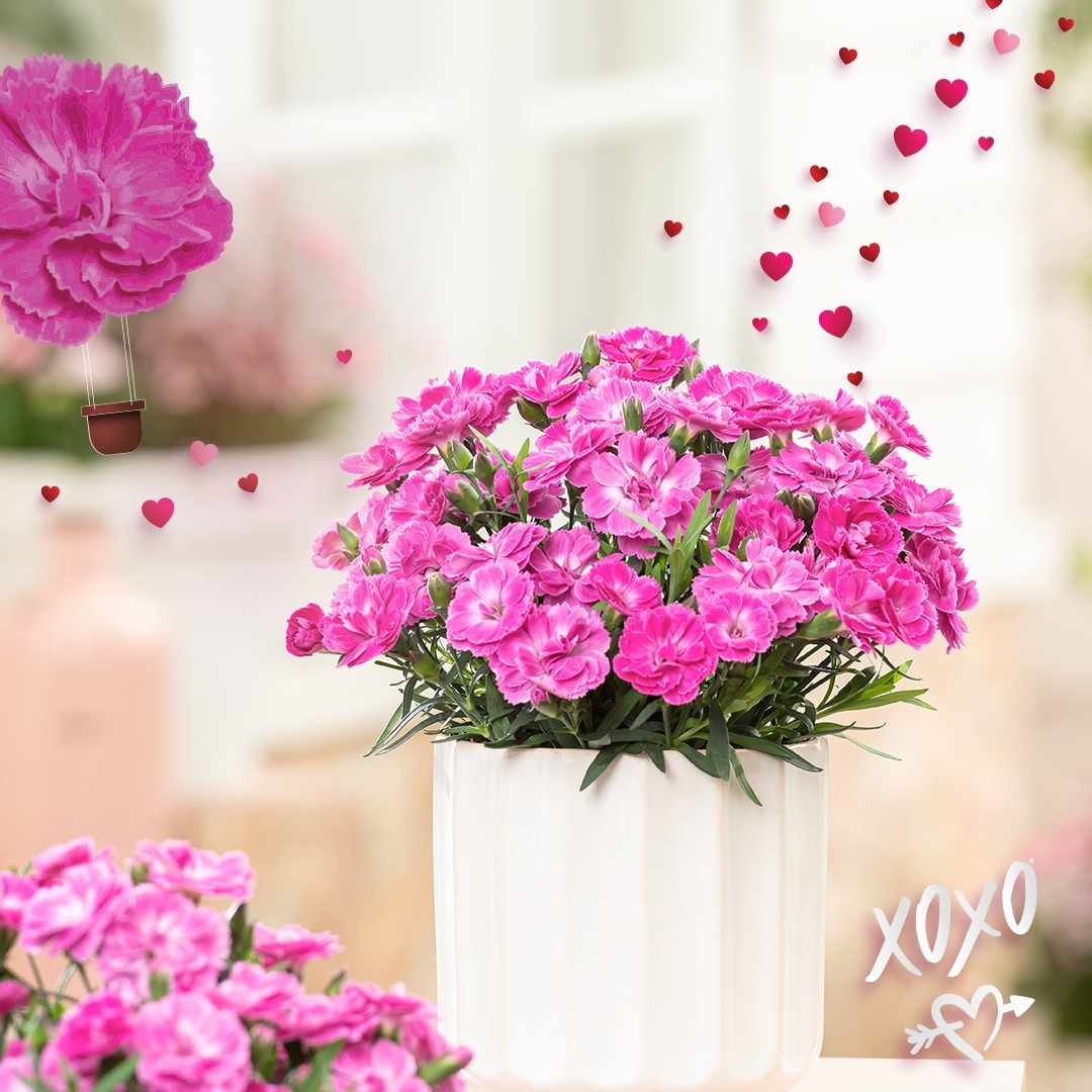 Dianthus-Code-XOXO---on-Thursd