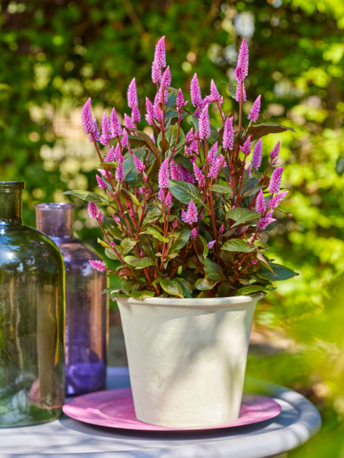 Wild Celosia pot plant - on Thursd