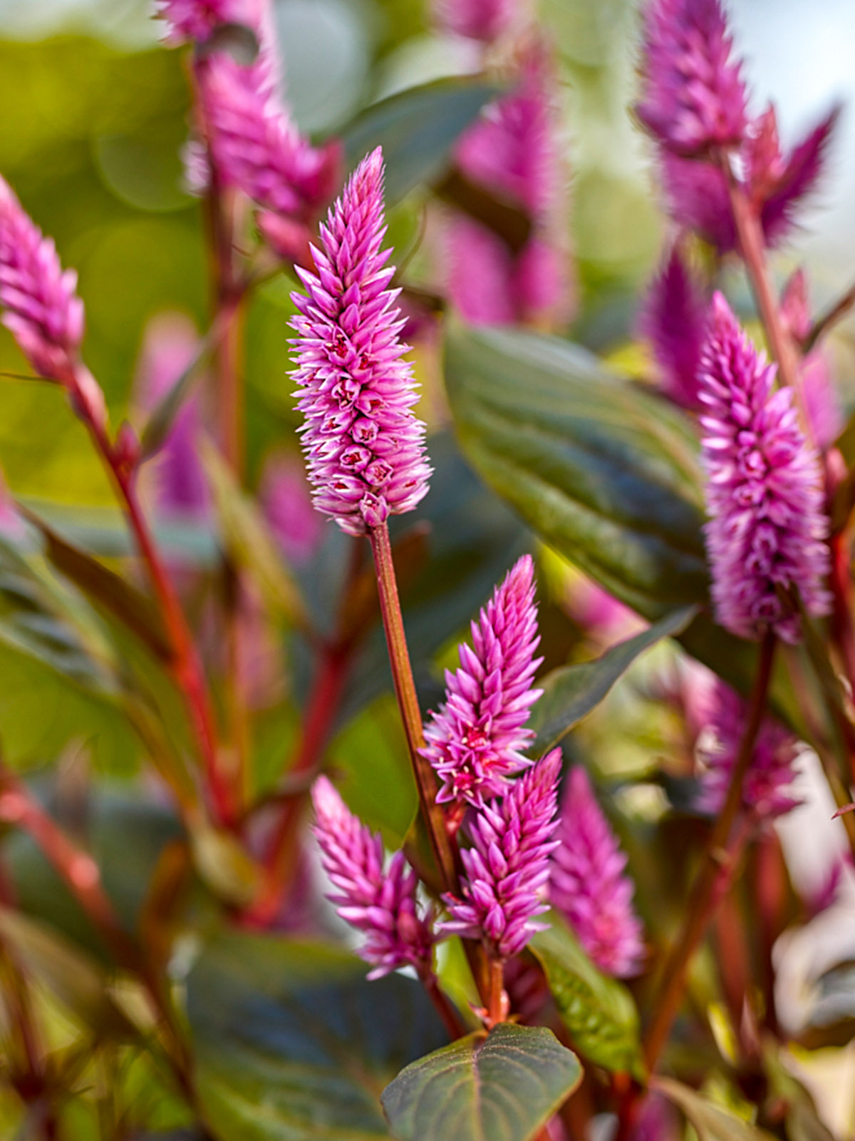 Wild Celosia Royal Van Zanten close-up - on Thursd