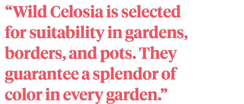 The Fully Natural Wild Celosia quote on Thursd