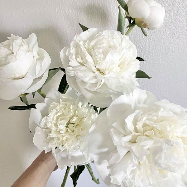 White peonies are one of the most symbolic flowers for baby showers- on Thursd 