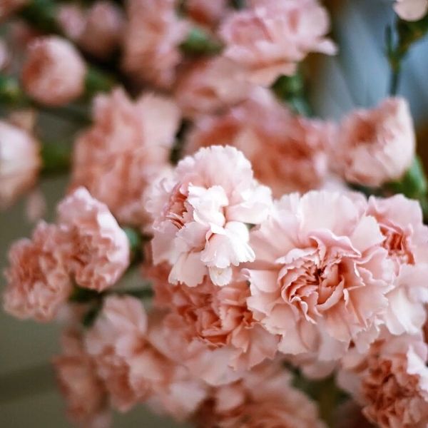 Pink carnations as flowers for baby showers- on Thursd 