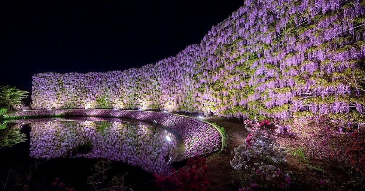 amazing-purple-wisteria-flowers-at-ashikaga-flower-park-in-tochigi-japan-featured