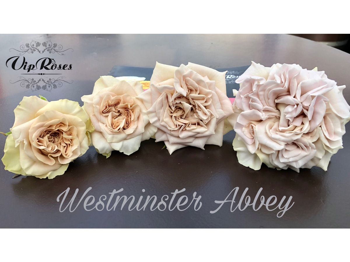 Sandy Roses, a beige - taupe colored rose.  Rose varieties, Flower guide,  Grass wedding