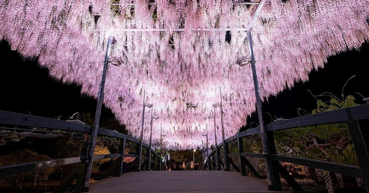 Japan's Purple Wisteria Illuminating the Park- on Thursd