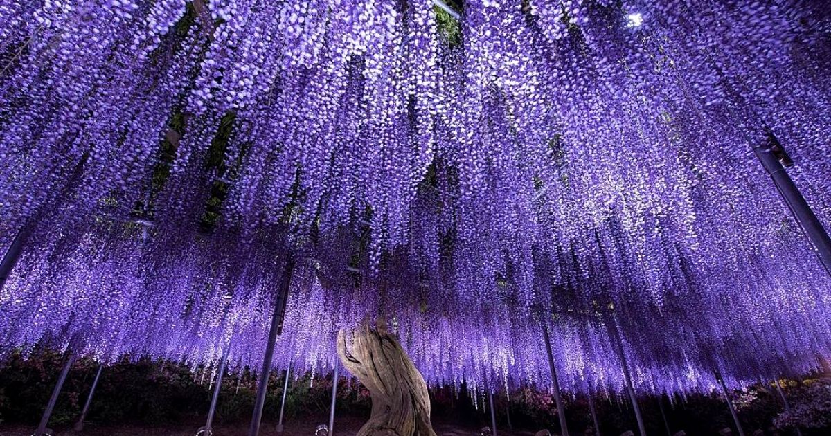 Amazing Purple Wisteria Flowers at Ashikaga Flower Park in Tochigi ...