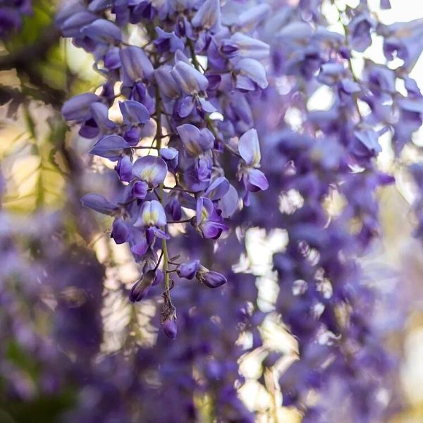 How to care for purple wisteria flowers- on Thursd