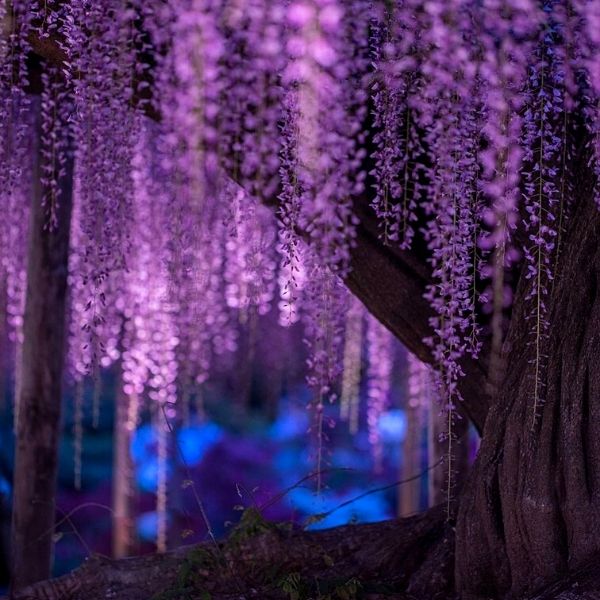 Purple Wisteria in Japan - on Thursd 