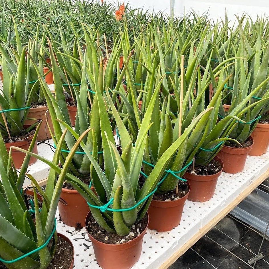 Aloe Vera are very strong houseplants - on Thursd