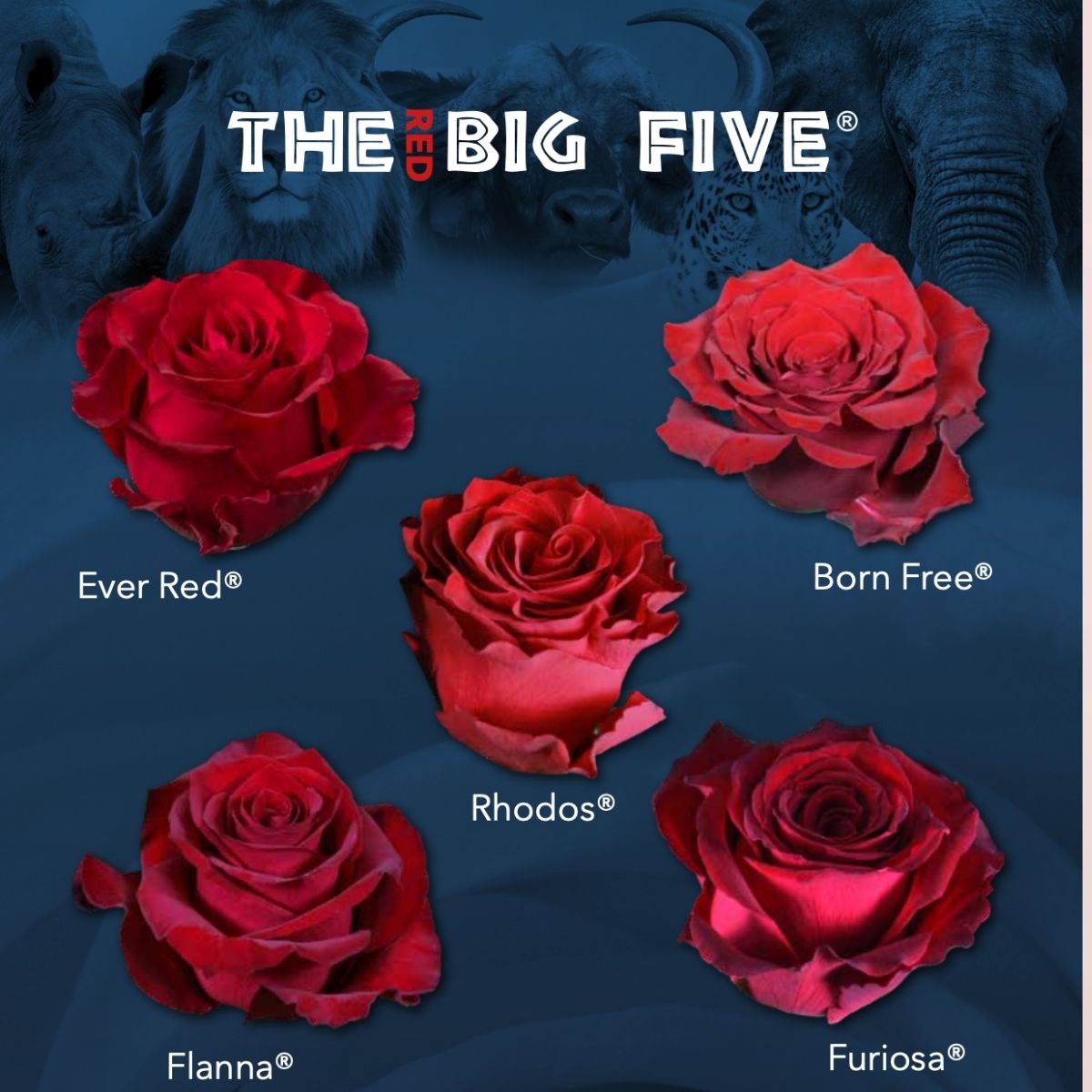 the-big-five-rose-edition-part-1-red-roses-featured