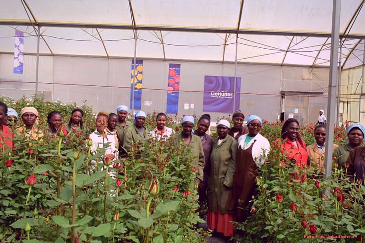 Pink rose greenhouse and its workers