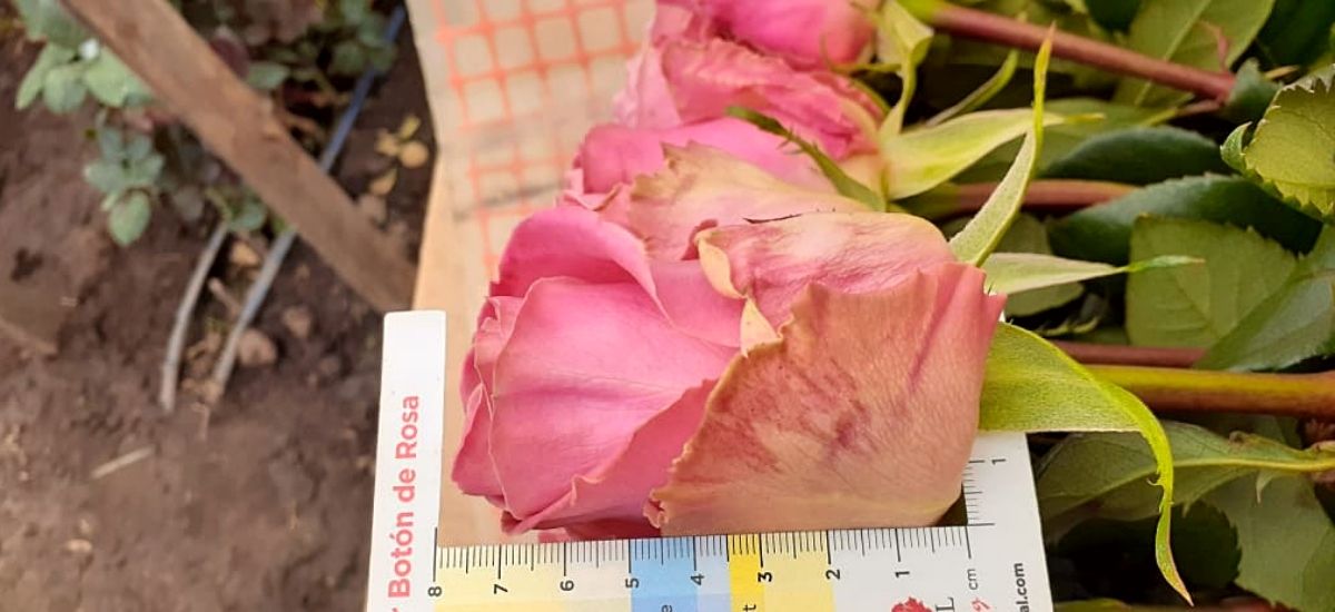 Understanding Rose Size with Flower Chart for Different Roses