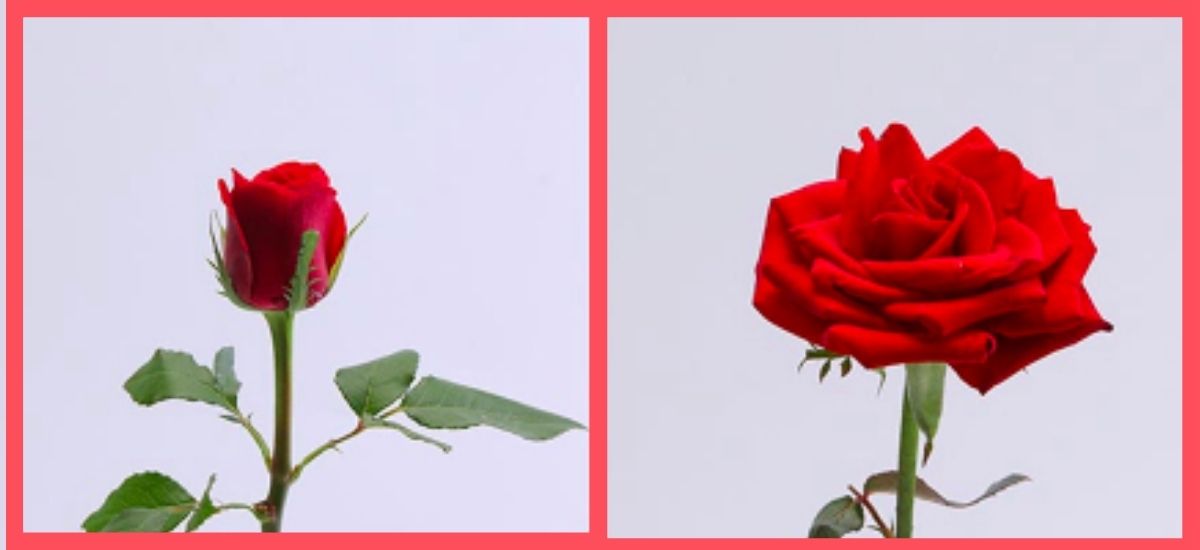 Understanding Rose Size With Flower Chart For Different Roses Thursd