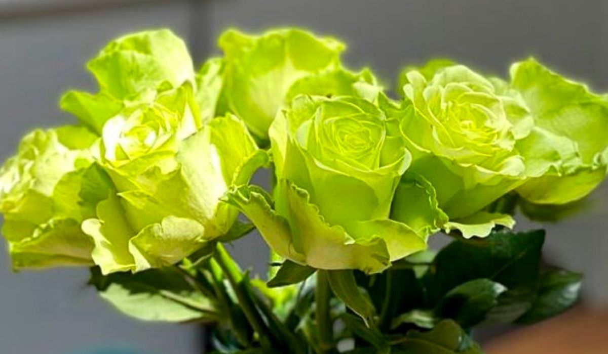 Rose Green generation - Decofresh roses