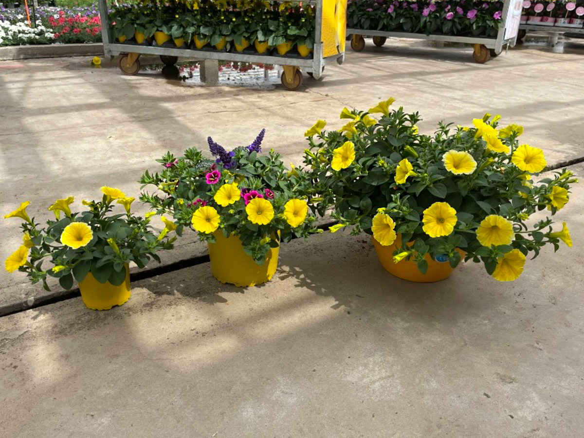 Petunia Bee's Knees hanging basket-  on Thursd