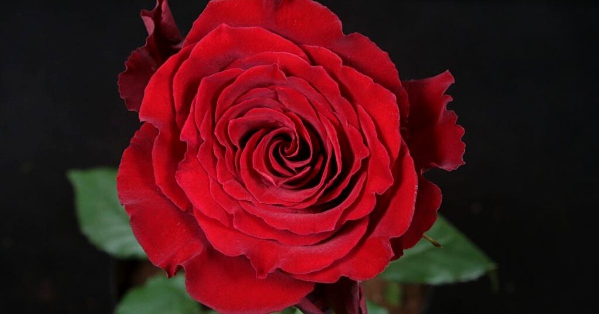 The Big Five Rose Edition - Part 1 - Red Roses - Article onThursd