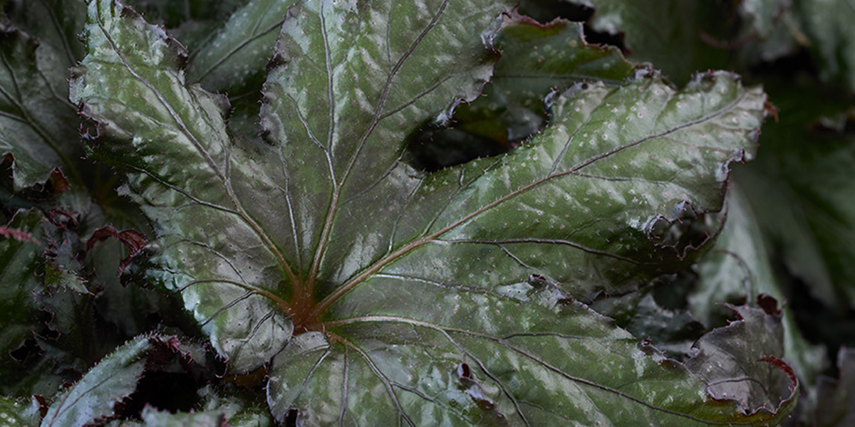 Begonia Avior pot plant on Thursd header