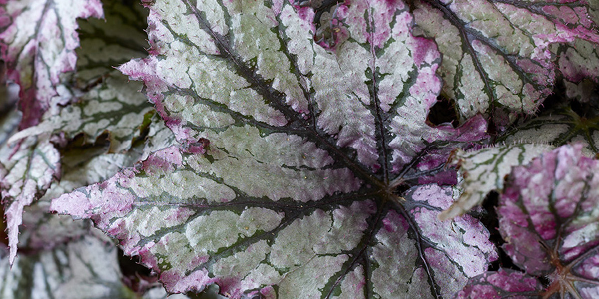 Begonia Maia pot plant on Thursd header