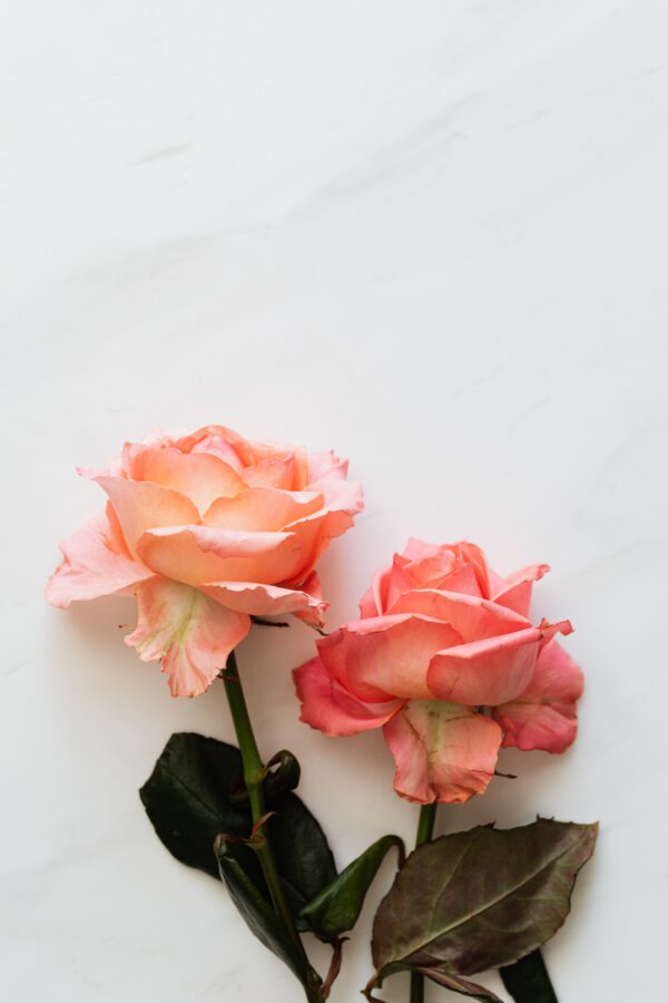 Different Colors of Roses and Their Meaning Coral Roses