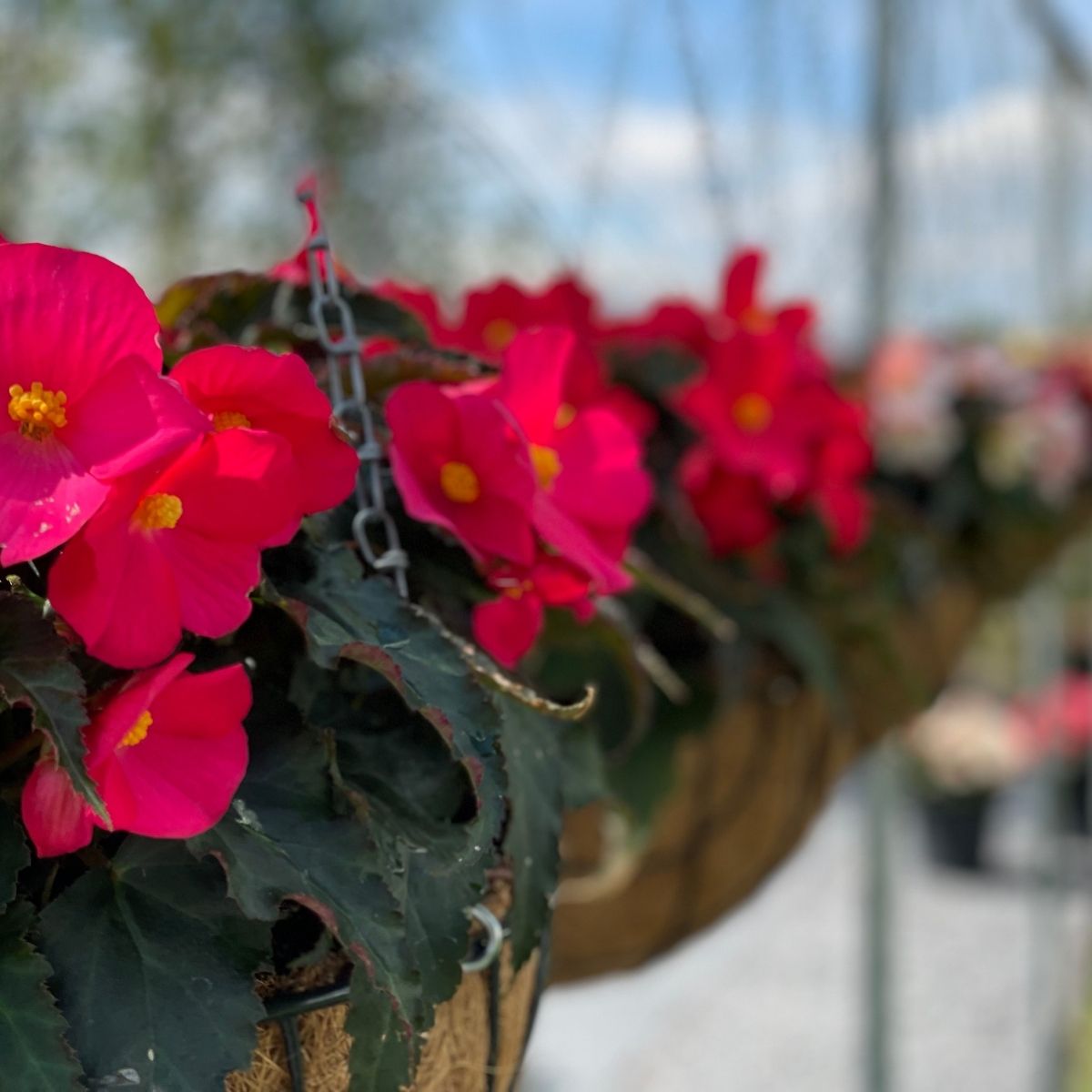 Outdoor Begonia Hanging baskets - Koppe Begonia  - on Thursd. 