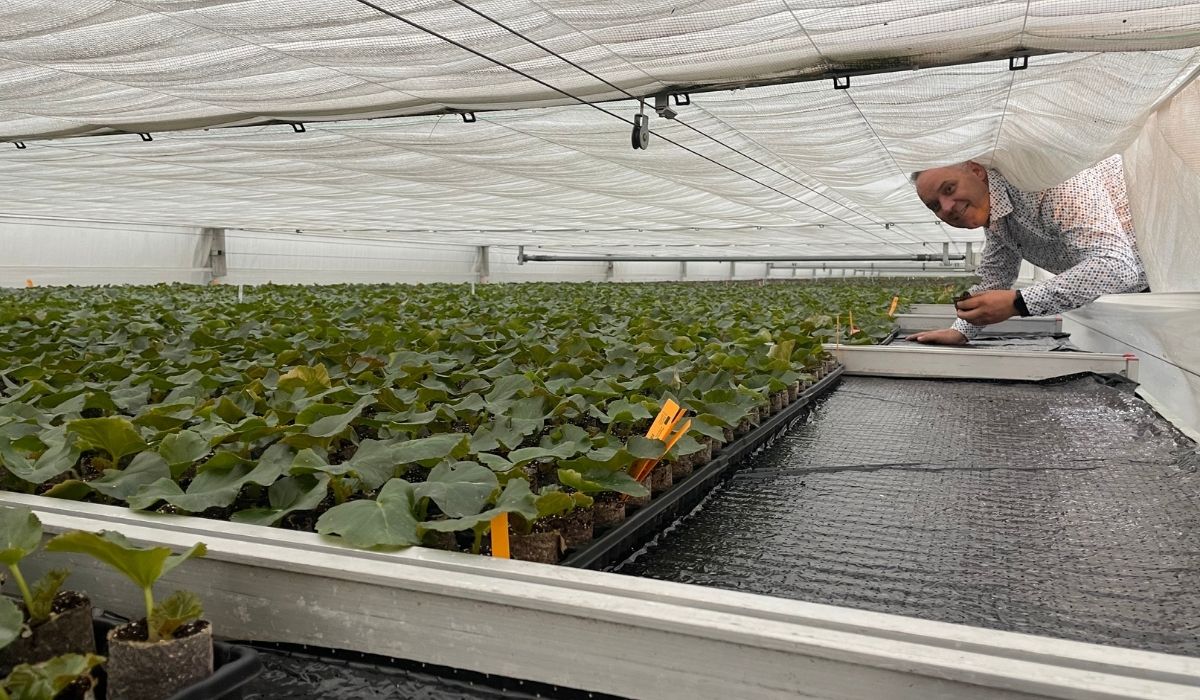 Andre Vreugdenhil showing youn plant begonias